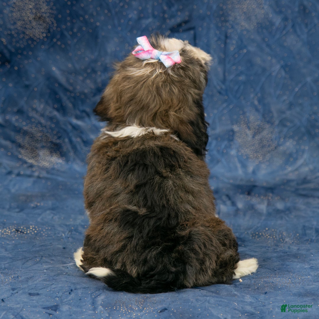 Havanese dogs for sale: Cookie - Ad 6
