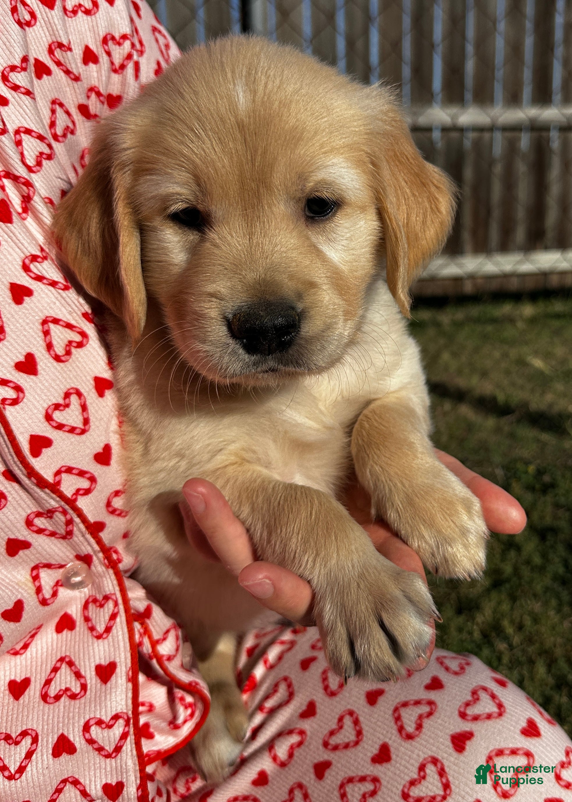 Golden Retriever dogs Green - Ad 23