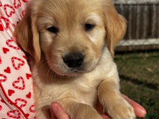 Golden Retriever dogs Green - Ad 34