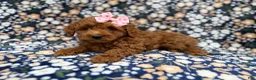 Cockapoo dogs for sale: Rain - Ad 5