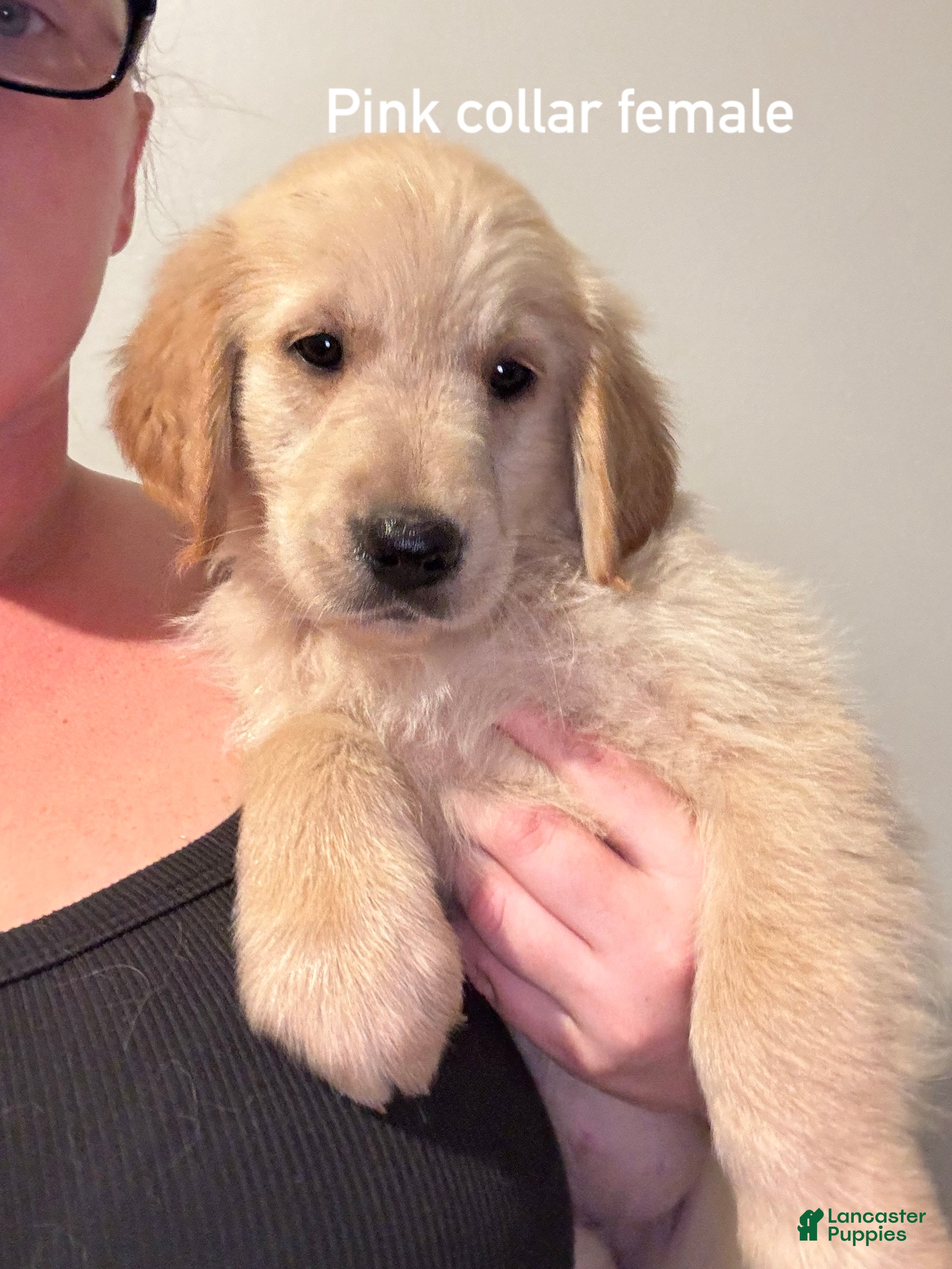 Golden Retriever dogs Pink collar Golden Retriever 6 - Ad 11