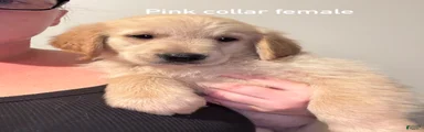 Pink collar Golden Retriever 6