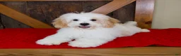Mini Bernedoodle dogs for sale: Milo - Micro Mini Teddy Bear - Ad 6
