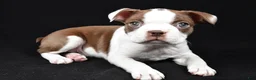 Boston Terrier dogs for sale: Harvey - Ad 11