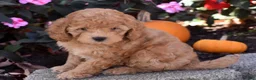 Bichpoo dogs for sale: Charlie - Ad 8