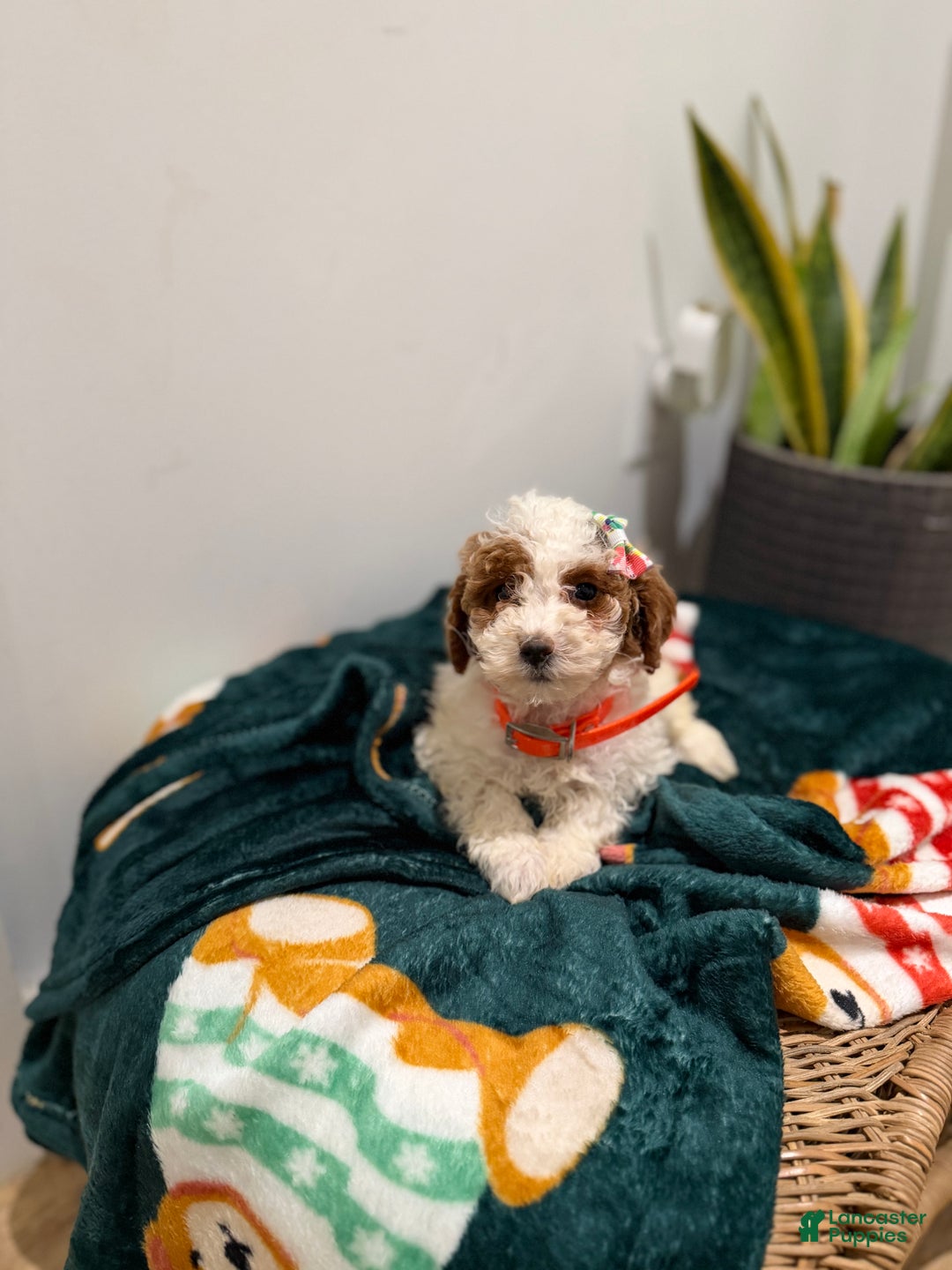 Toy Poodle dogs for sale: Cookie - Ad 5
