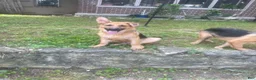 German Shepherd dogs for sale: Frack - Ad 5