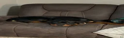 Rottweiler dogs for sale: Rottweiler Puppy 1 - Ad 3