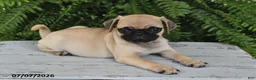 Pug dogs for sale: Evans - Ad 3