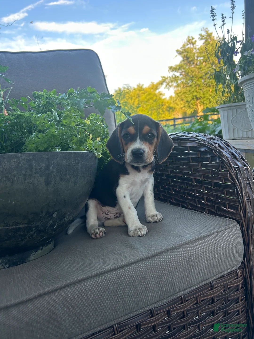 Beagle dogs for sale: Everest - Ad 1