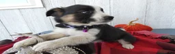 Australian Cattle Dog dogs for sale: Australian Cattle Dog 6 Sahara - Ad 3