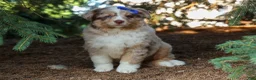 Miniature Australian Shepherd dogs for sale: LUCKY - Ad 11