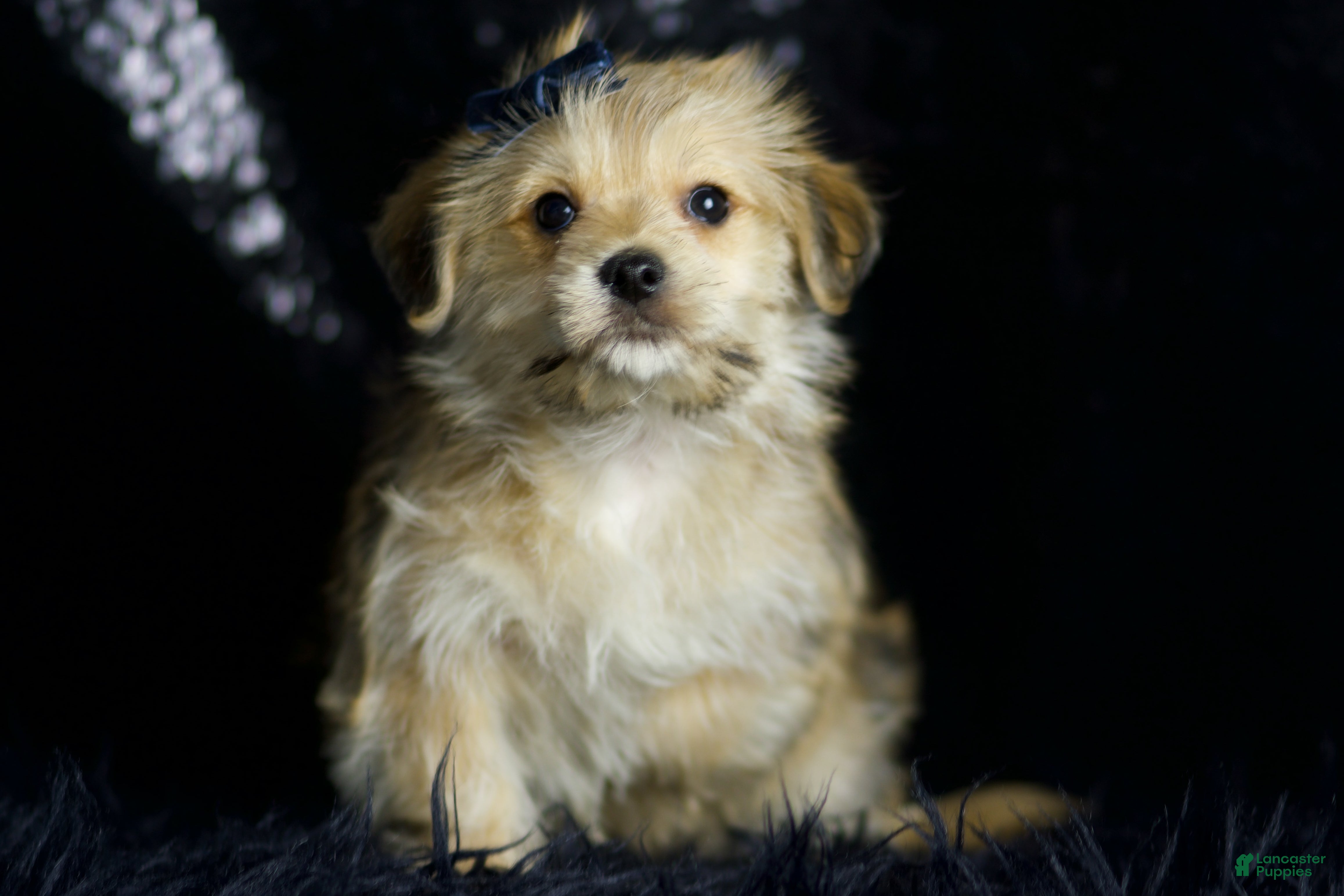 Maltipoo dogs Vizio - Ad 6