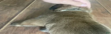 English Mastiff 7