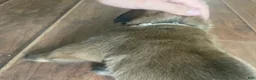 English Mastiff dogs for sale: English Mastiff 7 - Ad 1