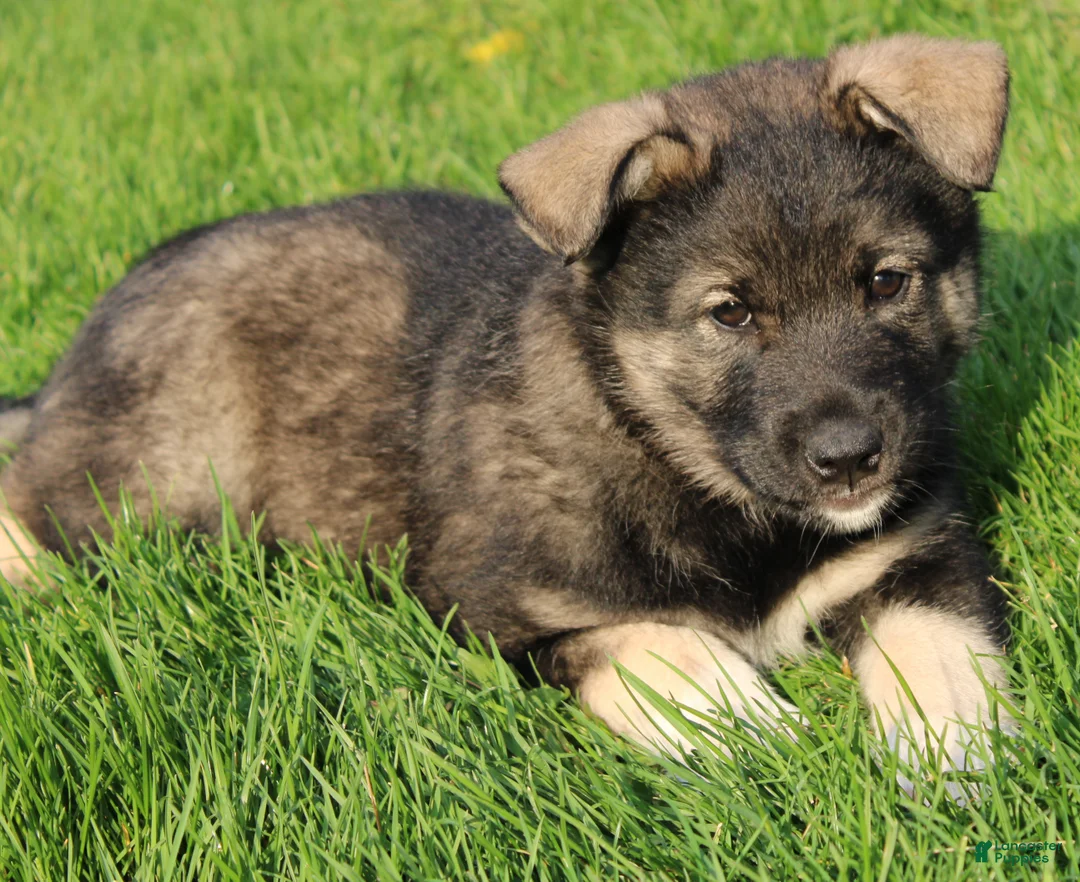 Mixed Breed dogs for sale: Bear - Ad 5