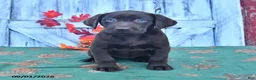 Labrador Retriever dogs for sale: Zoey - Ad 4
