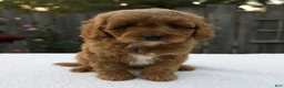 Cavapoo dogs for sale: Graham - Ad 4