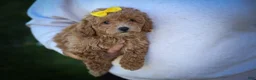 Bichpoo dogs for sale: Nella🌸 - Ad 8