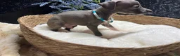 Italian Greyhound dogs for sale: Italian Greyhound 2 - Ad 7