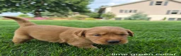 Golden Retriever dogs for sale: Cooper (Lime Green Collar) - Ad 4