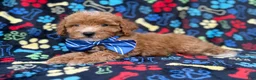 Cavapoo dogs for sale: Artie - Ad 6