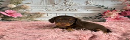 Miniature Dachshund dogs for sale: AKC-Porter - Ad 2