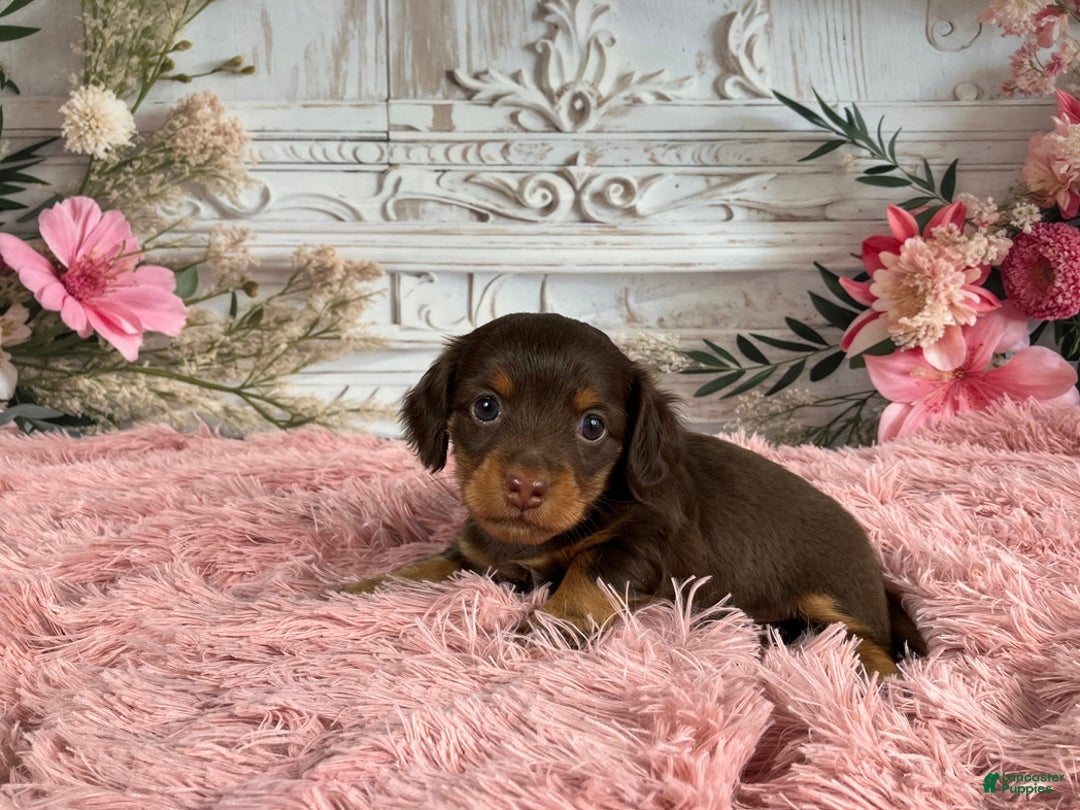 Miniature Dachshund dogs for sale: AKC-Porter - Ad 2