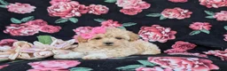 Maltipoo dogs for sale: Tiara 9 lbs Full Grown - Ad 8