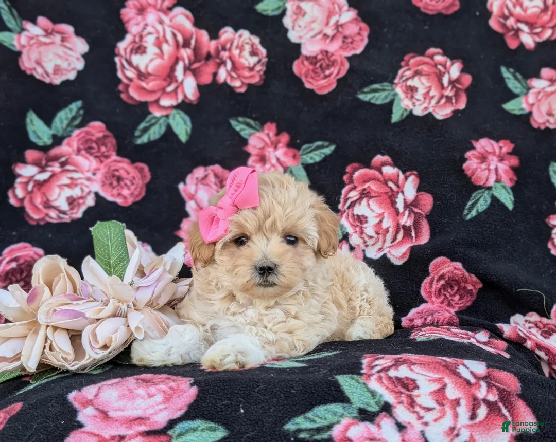Maltipoo dogs for sale: Tiara 9 lbs Full Grown - Ad 8