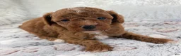 Toy Poodle dogs for sale: Xander - Ad 14