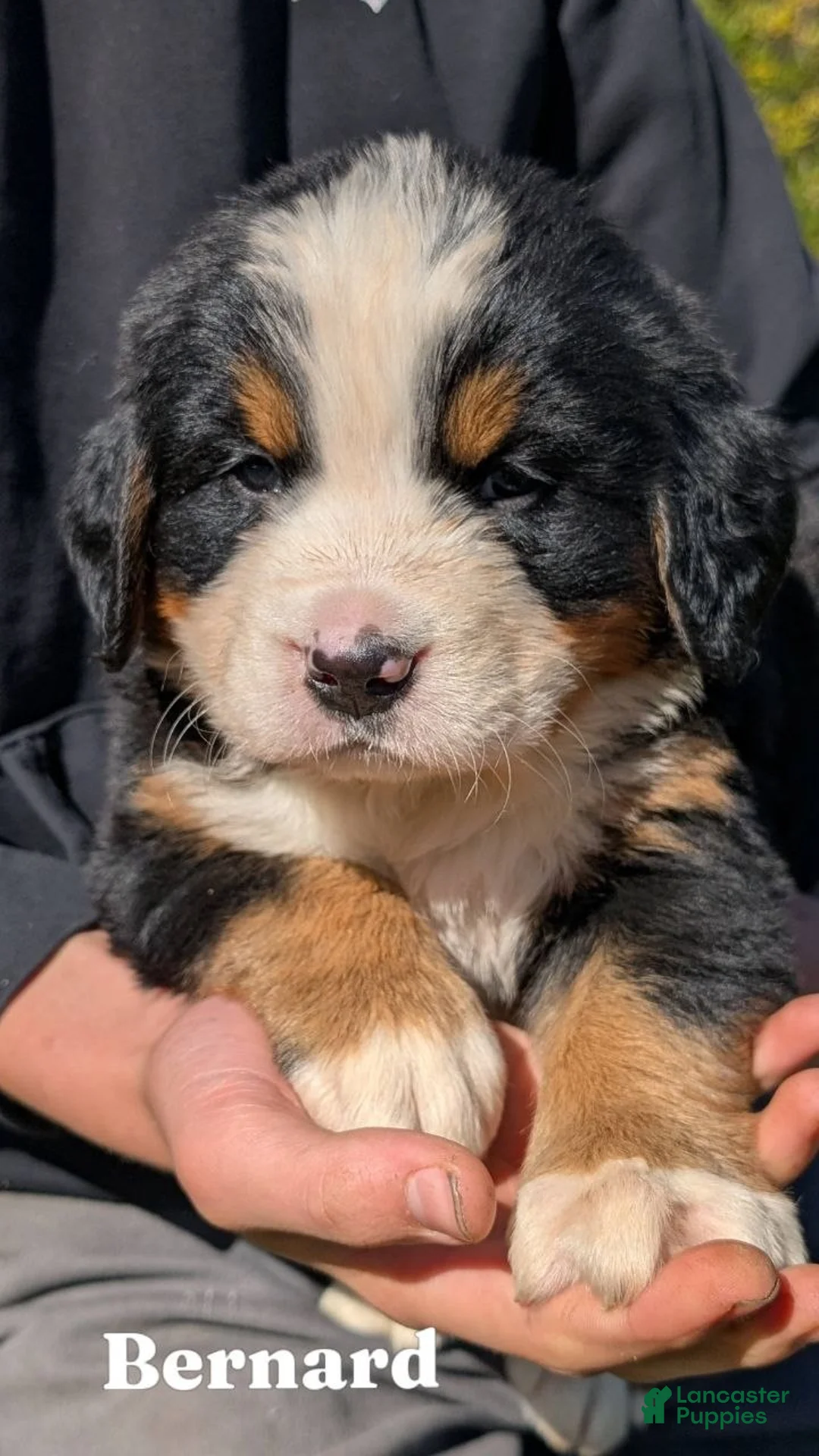 Bernese Mountain Dog dogs for sale: Bernard - Ad 1