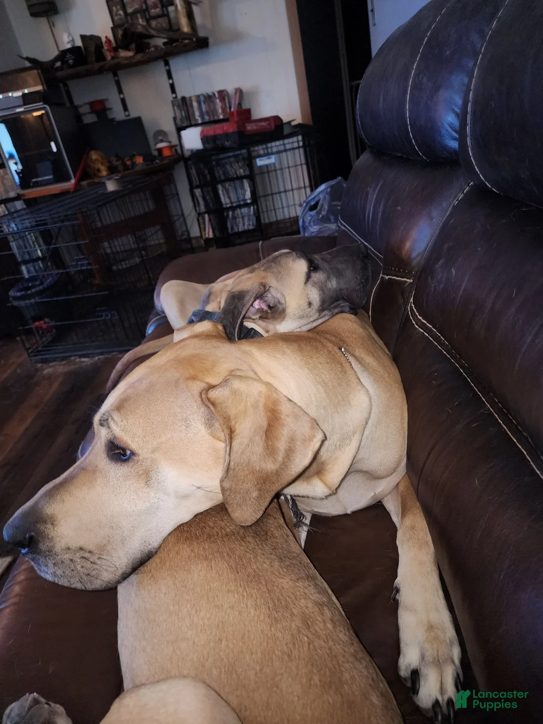 Great Dane dogs for sale: Great Dane 1 - Ad 3