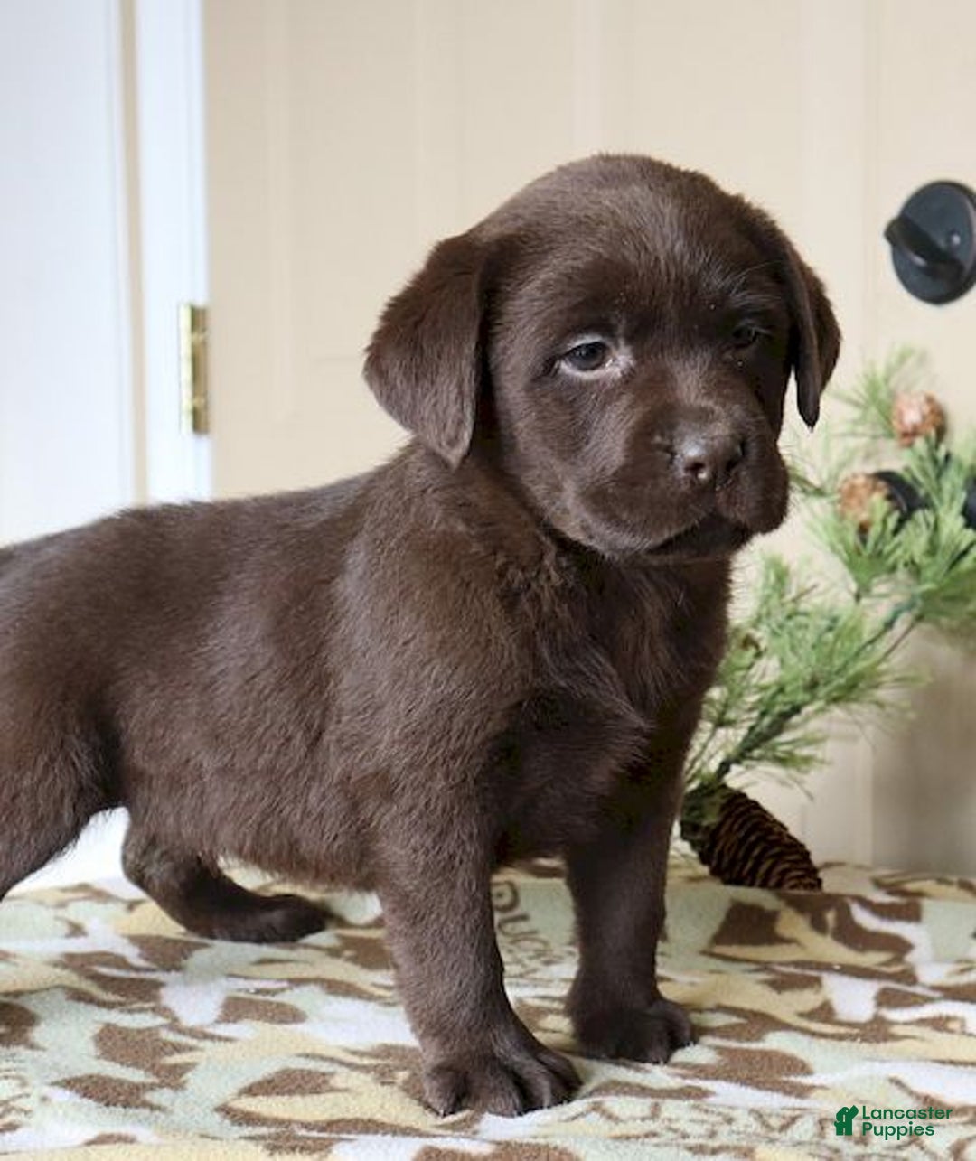 Labrador Retriever dogs for sale: Harper - Champ lines - Ad 4