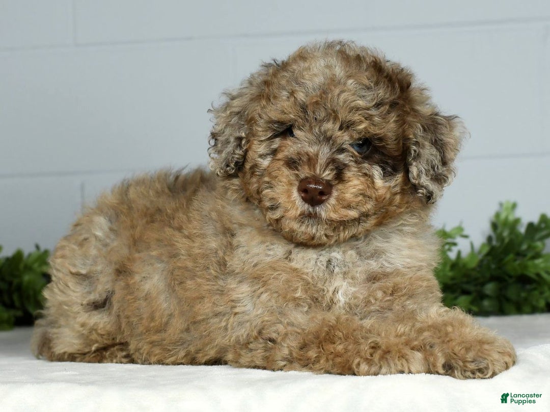 Miniature Poodle dogs for sale: Jake - Ad 8
