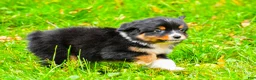 Miniature Australian Shepherd dogs for sale: Kylie - Ad 8