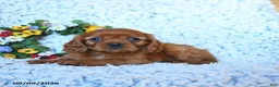 Cavalier King Charles Spaniel dogs for sale: Zara - Ad 4