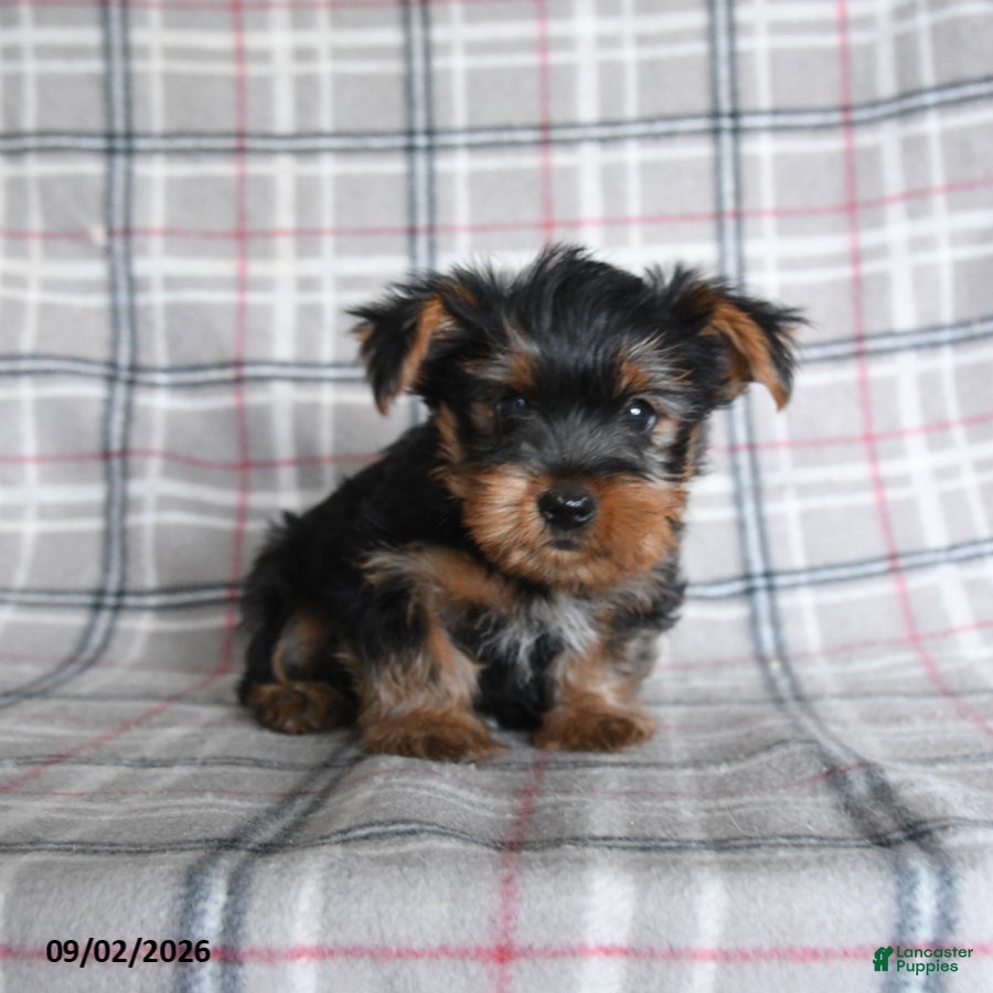 Yorkshire Terrier dogs Egg Roll - Ad 2