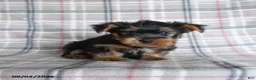 Yorkshire Terrier dogs for sale: Egg Roll - Ad 2