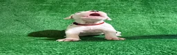 Dogo Argentino dogs for sale: Red female  - Ad 3