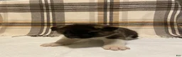 Akita dogs for sale: Thor  - Ad 11