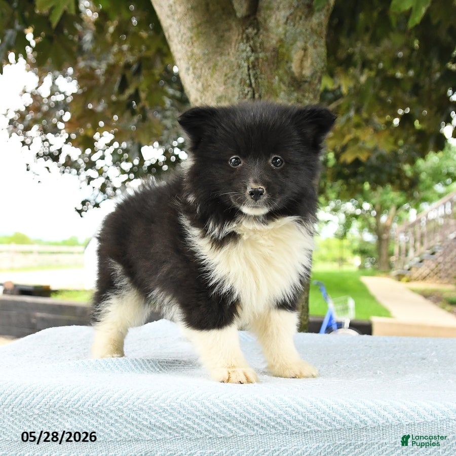 Pomsky dogs Georgia - Ad 1