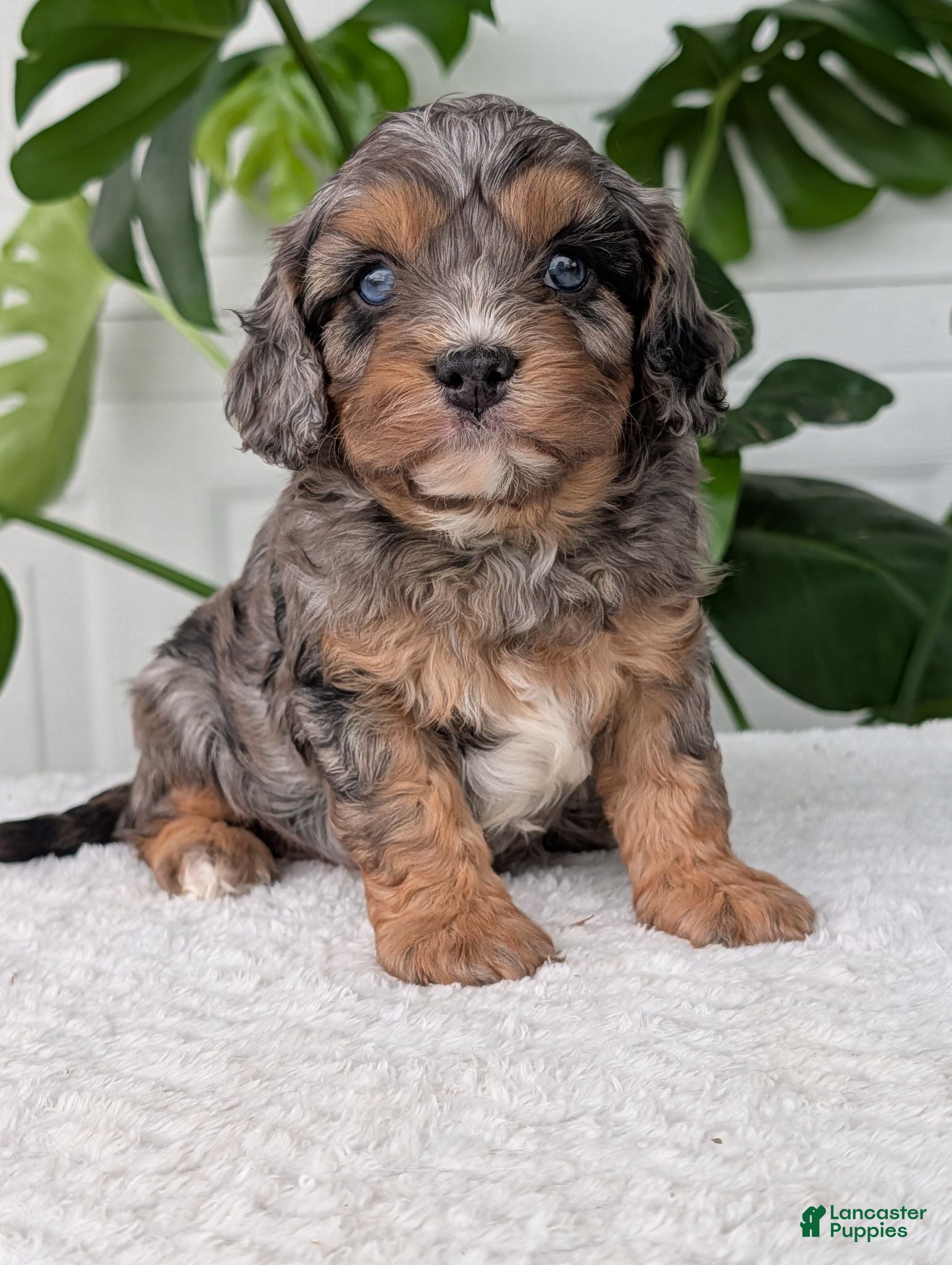 Cavapoo dogs Bluey - Ad 1