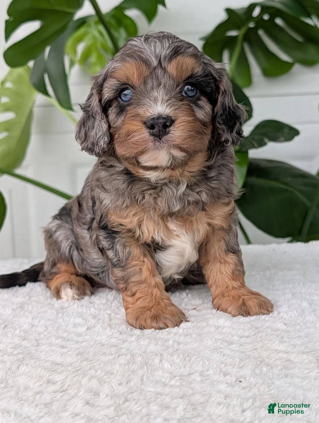 Cavapoo dogs for sale: Bluey - Ad 1