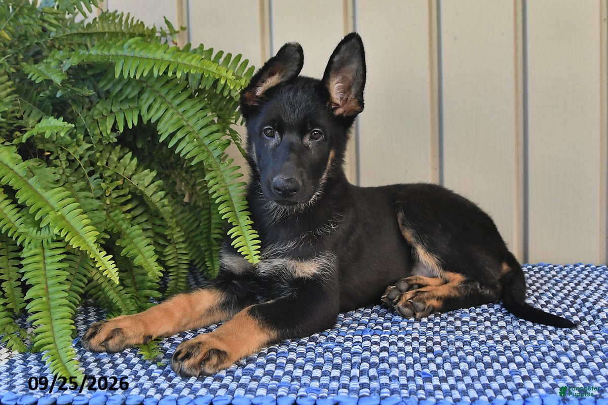 German Shepherd dogs Sasha - Ad 1