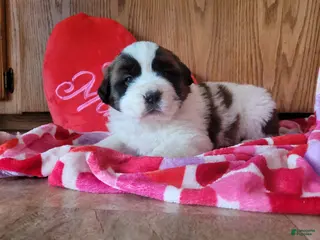 Saint Bernard dogs Willow - Ad 7