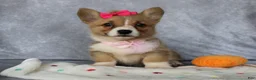 Welsh Corgi Pembroke dogs for sale: Lenny - Ad 1