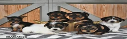 Mixed Breed dogs for sale: Allen - Ad 5