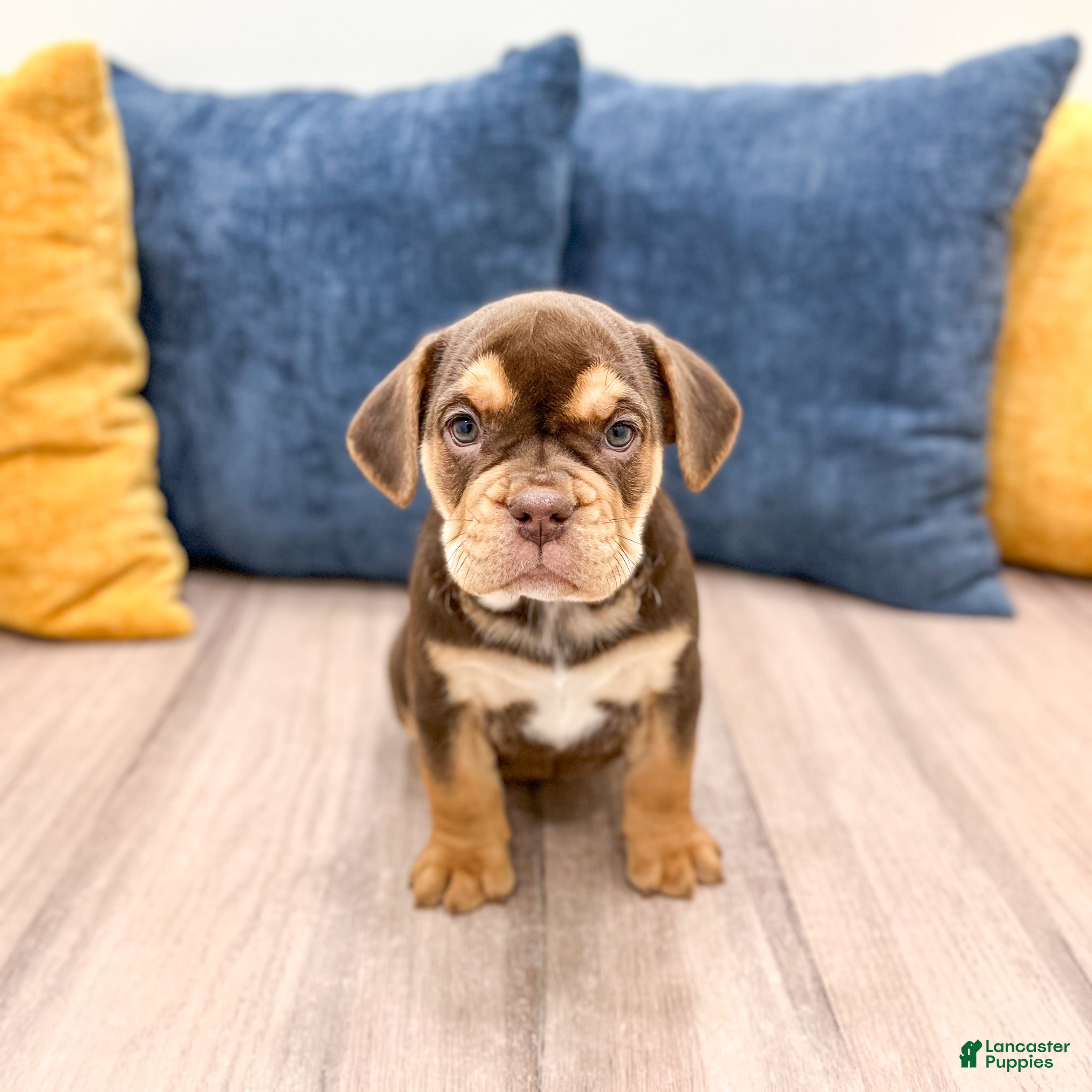 Beabull dogs Penny - Ad 1