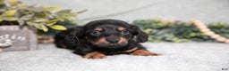 Miniature Dachshund dogs for sale: Keller - Ad 2
